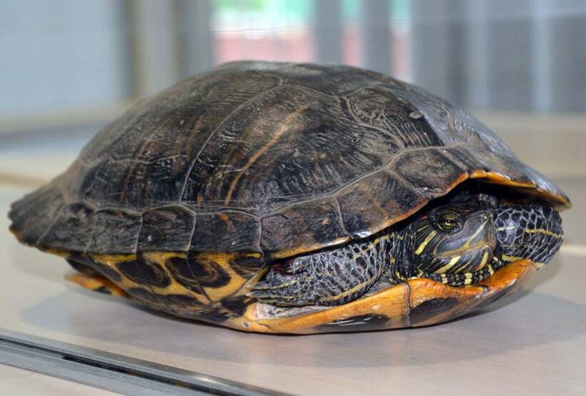 成田空港のA滑走路で捕獲されたアカミミガメ。全長約30センチ、重さ約2キロと、かなり大きい (c)朝日新聞社