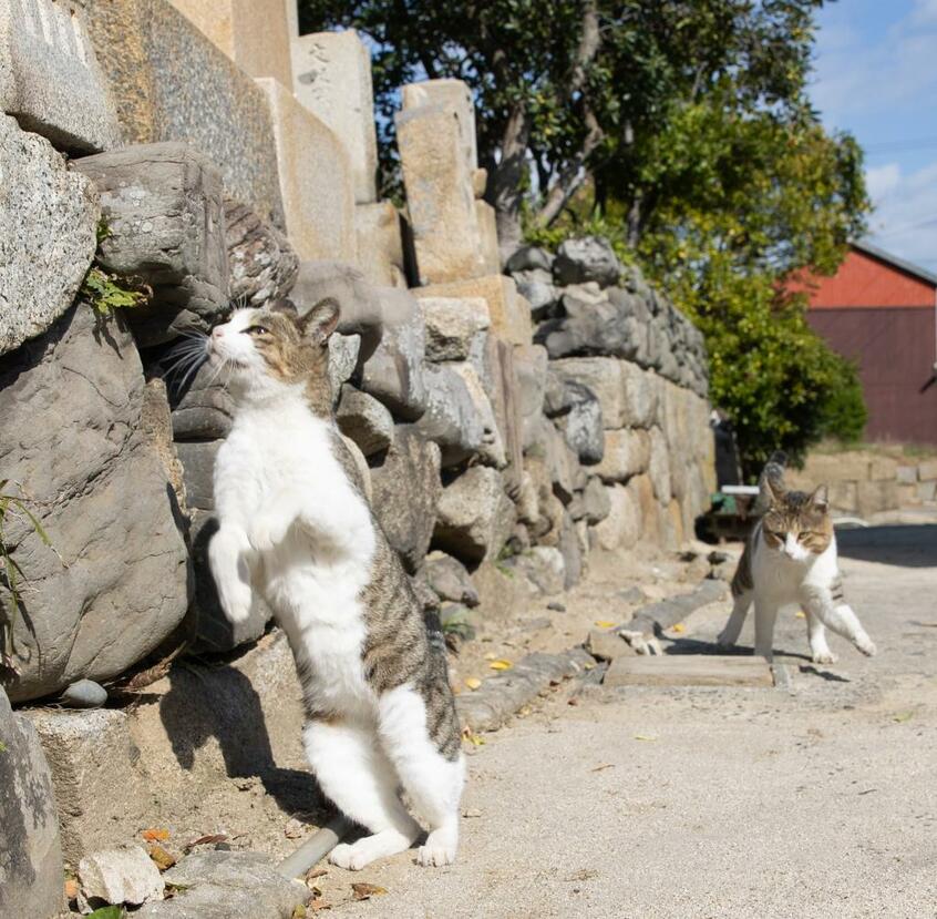 Canon EOS-1D X Mark III・f/5.6・1/1250秒・ISO200(撮影/猫写真家・沖昌之)