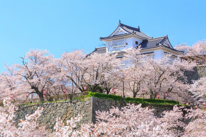 見上げても、見下ろしても壮観な、津山城を取り囲む満開の桜