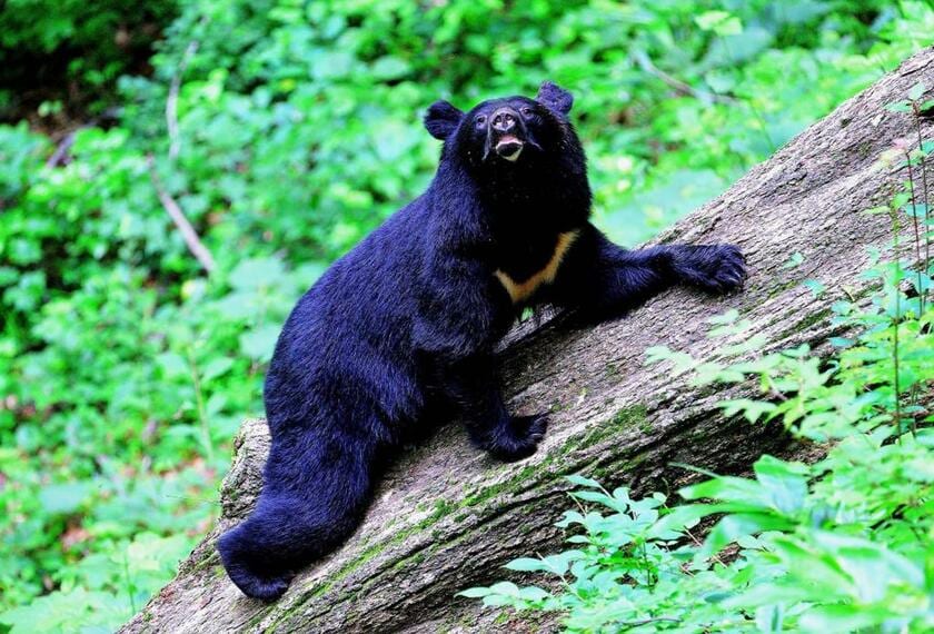 広島県、2013年7月。なぜ、このように倒木の上や土が露出した所で眠りたがるのか。クマはマムシ避け、害虫避け、それに腹部の冷却をしているようだ（撮影：米田一彦）