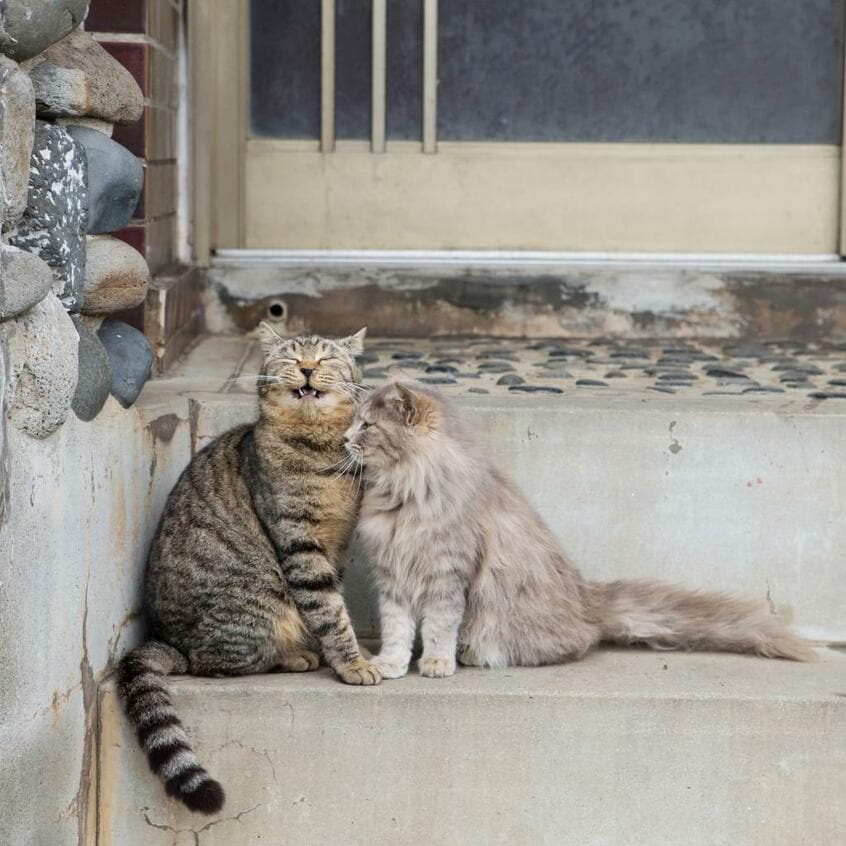 Canon EOS-1D X・f/5・1/1250秒・ISO1000(撮影/猫写真家・沖昌之)