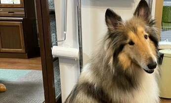 【ペットばか】2度も夫の異変を教えてくれた自慢の名犬ライラ