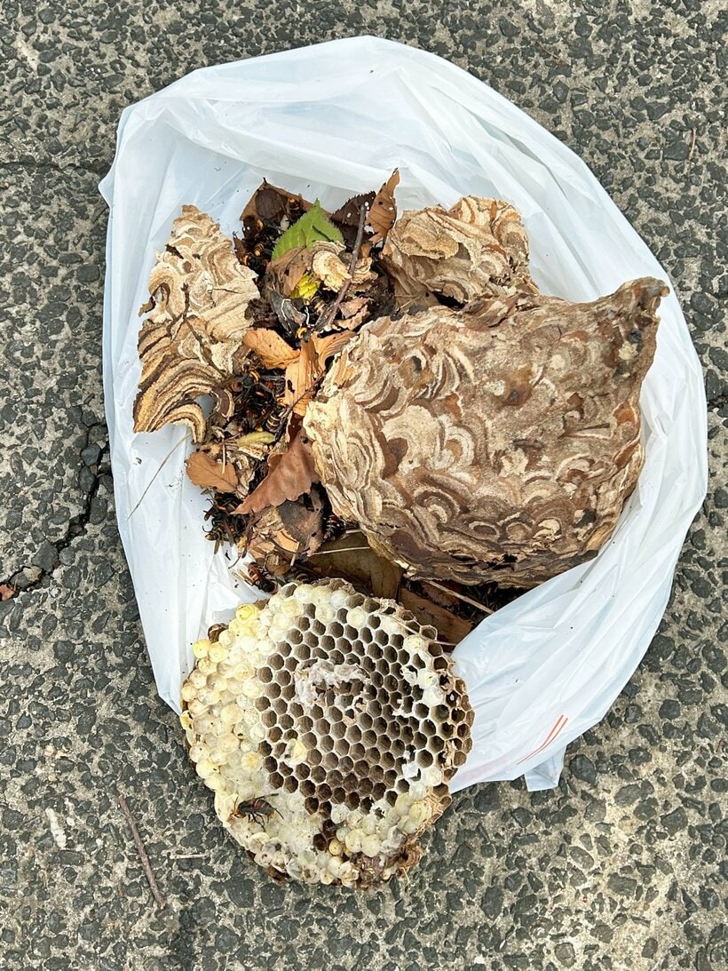 撤去したスズメバチの巣＝ヨシダ消毒提供
