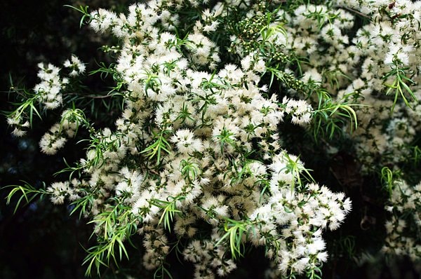 殺菌力が強い精油だけど、花は白くてかわいらしい。