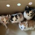 「赤い糸で結ばれている」 アスリート人生を支えた1匹の猫と猫を迎える全ての人に伝えたいこと🐾