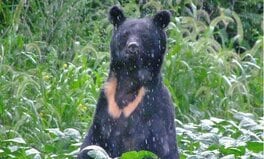 クマの猛攻撃「うつぶせ」防御に驚きのエビデンス! 医師が証言「首や顔面に致命傷は一人もいない」