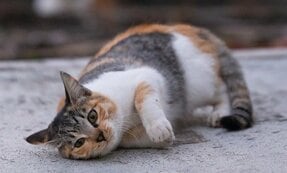 「ごちそうさま」した三毛猫さん「ご飯食べてすぐに寝るとトドになりますよ。」【沖昌之】