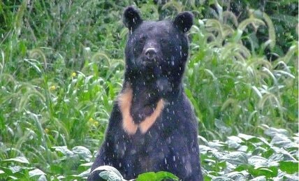クマの猛攻撃「うつぶせ」防御に驚きのエビデンス！　医師が証言「首や顔面に致命傷は一人もいない」