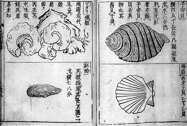 日本初の本格的な本草学辞典『大和本草』の一部