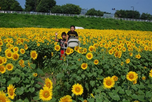 富山県立大学の農場では迷路の全景を見ようとする子どもの姿が 
<br />