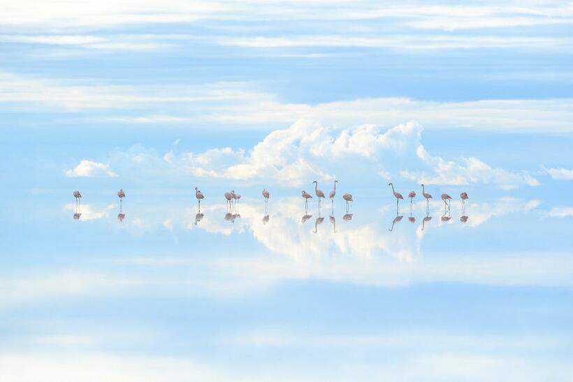 受賞作「Heavenly Flamingos」。ウユニ塩湖で羽を休めるフラミンゴ。
