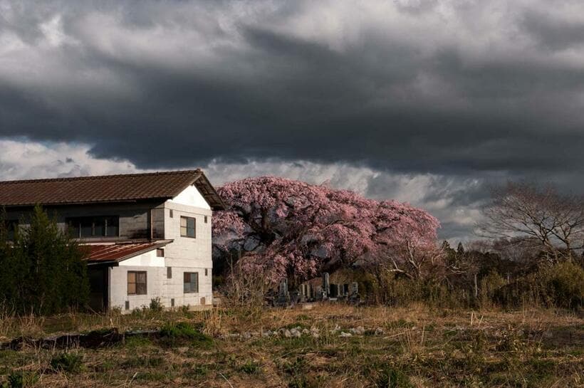 福島県南相馬市飯崎のしだれ桜、2013年4月8日（撮影：大沼英樹）