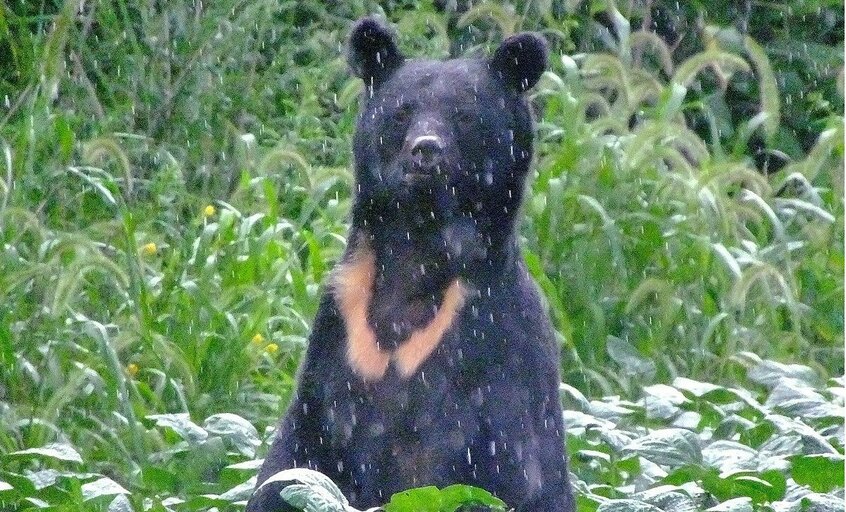 クマの猛攻撃「うつぶせ」防御に驚きのエビデンス！　医師が証言「首や顔面に致命傷は一人もいない」