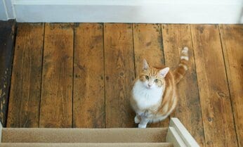 「クリパの翌日に」死んだ愛猫の腸内にあった異物 イヌや鳥も…年末年始にペットの死が多い理由
