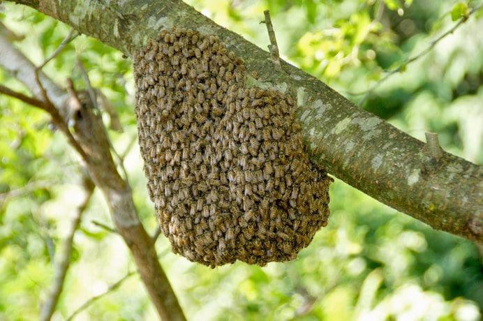 3月8日「みつばちの日」。ミツバチの社会から私たち人間が学ぶべきこと 