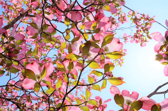 薄紅に彩られた花水木