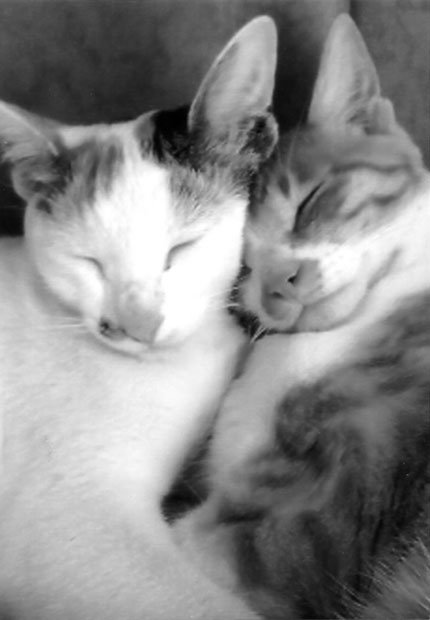 写真・図版（1枚目）| 第1176回　つらい介護を癒やしてくれる猫たち