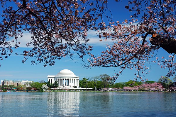 桜が満開のジェファーソン記念堂。桜が水面に映える。