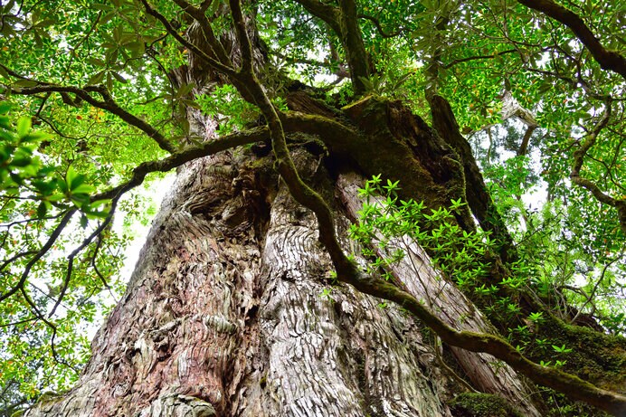 巨木の幹を支えるセルロースの生成にも、葉は大きく関与していました