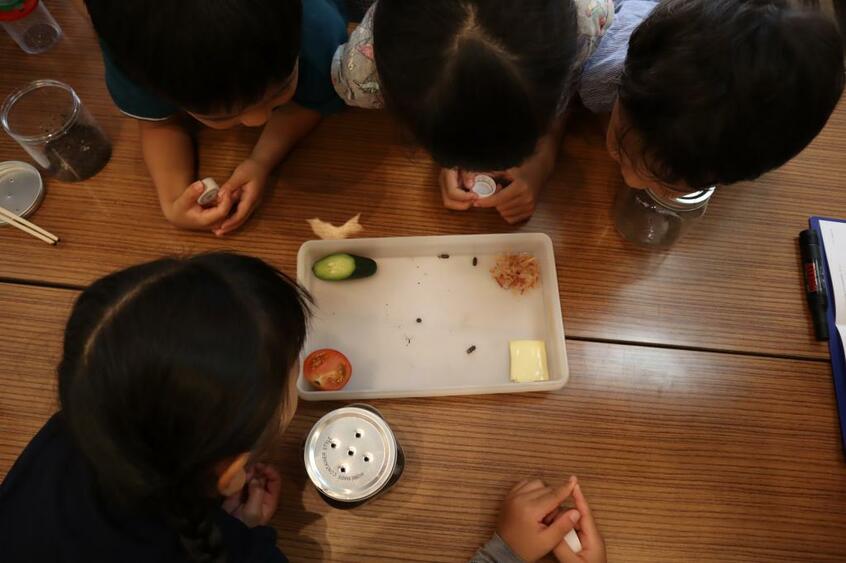 四隅にかつおぶしやチーズを置いて実験。ダンゴムシはどれが好き?(写真/筆者提供)