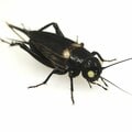 〈見逃し配信〉破産した「食用コオロギ」ベンチャー企業の社長が明かす“SNS炎上騒動”の全真相 それでも「リベンジ」を誓うワケ