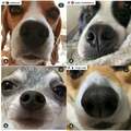 指紋ならぬ“鼻”紋で認証! 愛犬の鼻の先に広がる未来