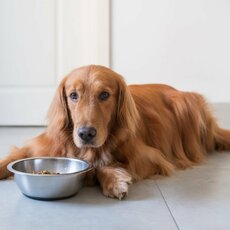 「うちの犬は好き嫌いが多い」犬の”好み”はいつごろ決まる？　子どものギモンに動物学者・今泉忠明先生が回答！