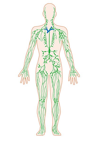 リンパ管も血液と同様体中に張りめぐらされている