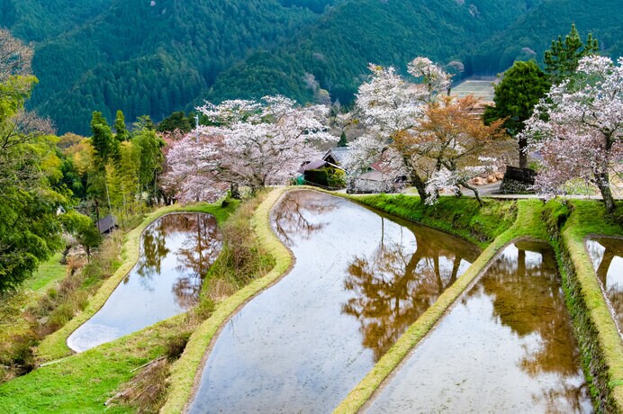 三多気の桜（三重県）