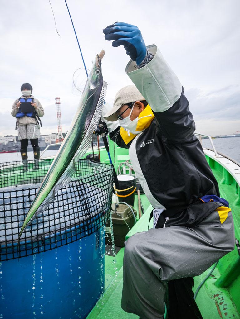 餌をとるために水深約20メートルに浮上したタチウオを、コノシロ（コハダ）の切り身で釣る。体長は１メートル弱（撮影／写真映像部・馬場岳人）