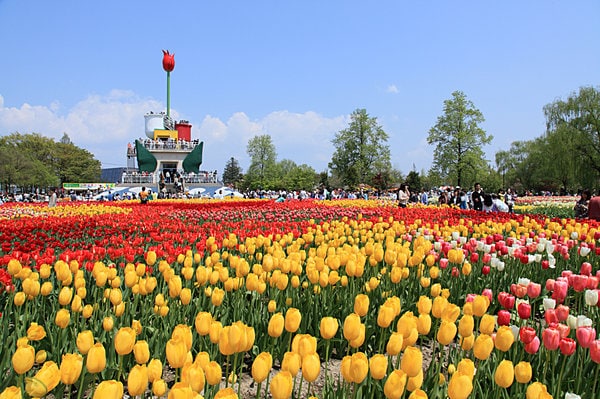 となみチューリップフェアの風景。左奥は「チューリップタワー」　　写真提供：（公社）富山県観光連盟