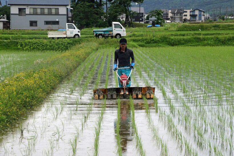 無化学肥料・無農薬で、JA推奨の「BL種」ではない従来コシヒカリを育てる新潟県南魚沼市の米農家・笛木竜也さん。「従来コシヒカリのほうが絶対においしいと思う」＝米倉昭仁撮影