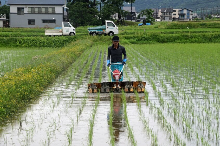 無化学肥料・無農薬で、JA推奨の「BL種」ではない従来コシヒカリを育てる新潟県南魚沼市の米農家・笛木竜也さん。「従来コシヒカリのほうが絶対においしいと思う」=米倉昭仁撮影