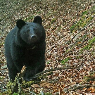 クマ被害急増ついに八王子にも出没?「人間がクマのすみかを奪っている」は間違い 専門家が語る本当の理由