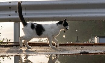 おすそ分け、よかったね「落とさないように、まっすぐ帰るニャ」【沖昌之】