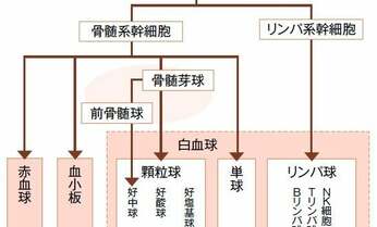 競泳・池江選手も発症した急性白血病 進化を続ける治療法とは