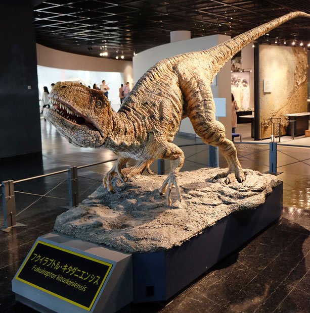 フクイラプトル（復元模型）／日本で初めて学名がつけられた恐竜（撮影／上浪春海）