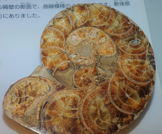 細かい壁で仕切られた殻の内部