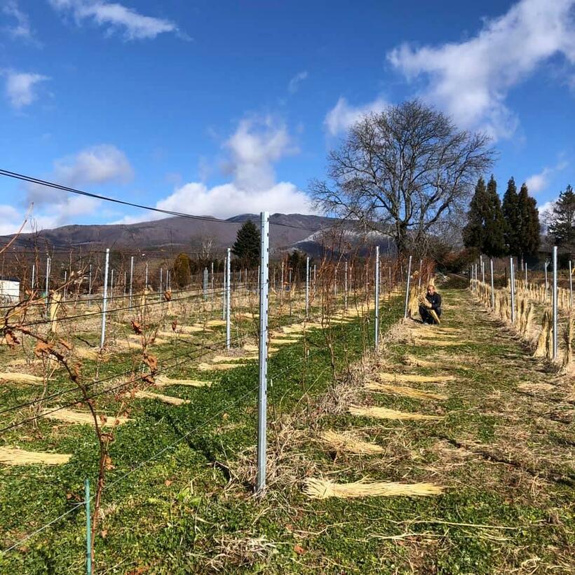 昨年12月、岡本さんのブドウ農園では、冬支度のためブドウの幹にわらを巻いた。知人たちが手伝いに来てくれた＝長野県小諸市、本人提供