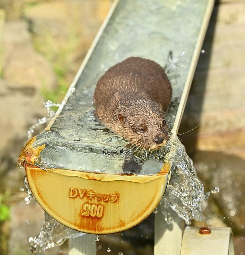 コツメカワウソ（撮影／写真映像部・東川哲也）