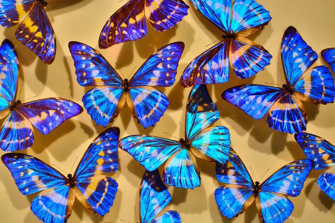 展示されている世界の蝶の標本約1万4000頭の中には、希少種や世界最大・最小の蝶も※画像はイメージ