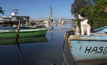 【岩合光昭】『老人と海』の舞台にいた兄妹猫