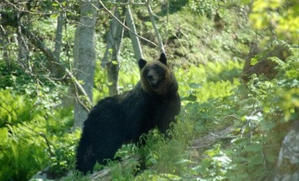 ヒグマ事故　効果のない「クマよけスプレー」に専門家が警鐘　クマに遭遇「命を守る最終手段」とは