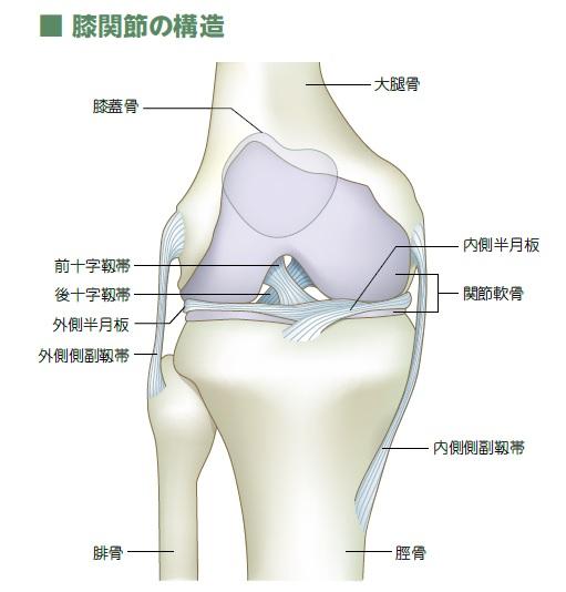 膝関節には大腿骨と脛骨をつなぐ、前十字靱帯・後十字靱帯・内側側副靱帯・外側側副靱帯の四つの靱帯がある。また、内側と外側の隙間に、膝関節を安定させ、衝撃を吸収する役目をもつ半月板がある（イラスト／寺平京子）