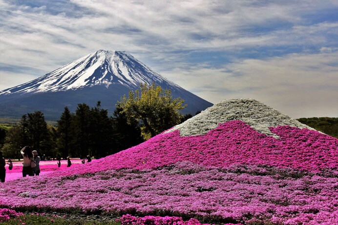 芝桜のミニ富士山も必見！