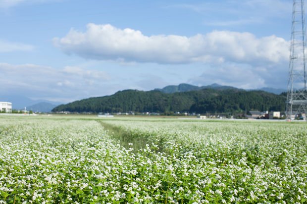 福井県坂井市はおろし蕎麦で有名。蕎麦の花の向こうには永平寺のある山が見える（撮影／藤岡みきこ）
<br />