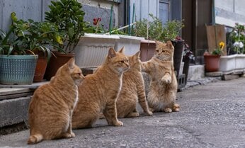 茶トラの行進「しっぽ、触ったでしょ?」「触ってない!」「 触ったもん!」【沖昌之】