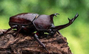 このままでは虫嫌いが世界中に蔓延　都市部に暮らしている人ほど「虫への強い嫌悪感」