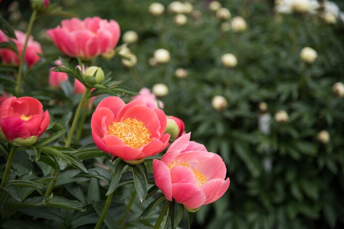 これから見頃！和洋にマッチする芍薬（シャクヤク）の花の魅力 | AERA