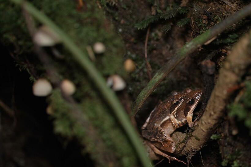 リュウキュウアカガエル。包接中のオスとメス。下にいる大きい子がメスだ。私の足音に驚き、木の根の陰に隠れている。これ以上驚かさないようにそっと撮らせてもらった（撮影：氏家聡）